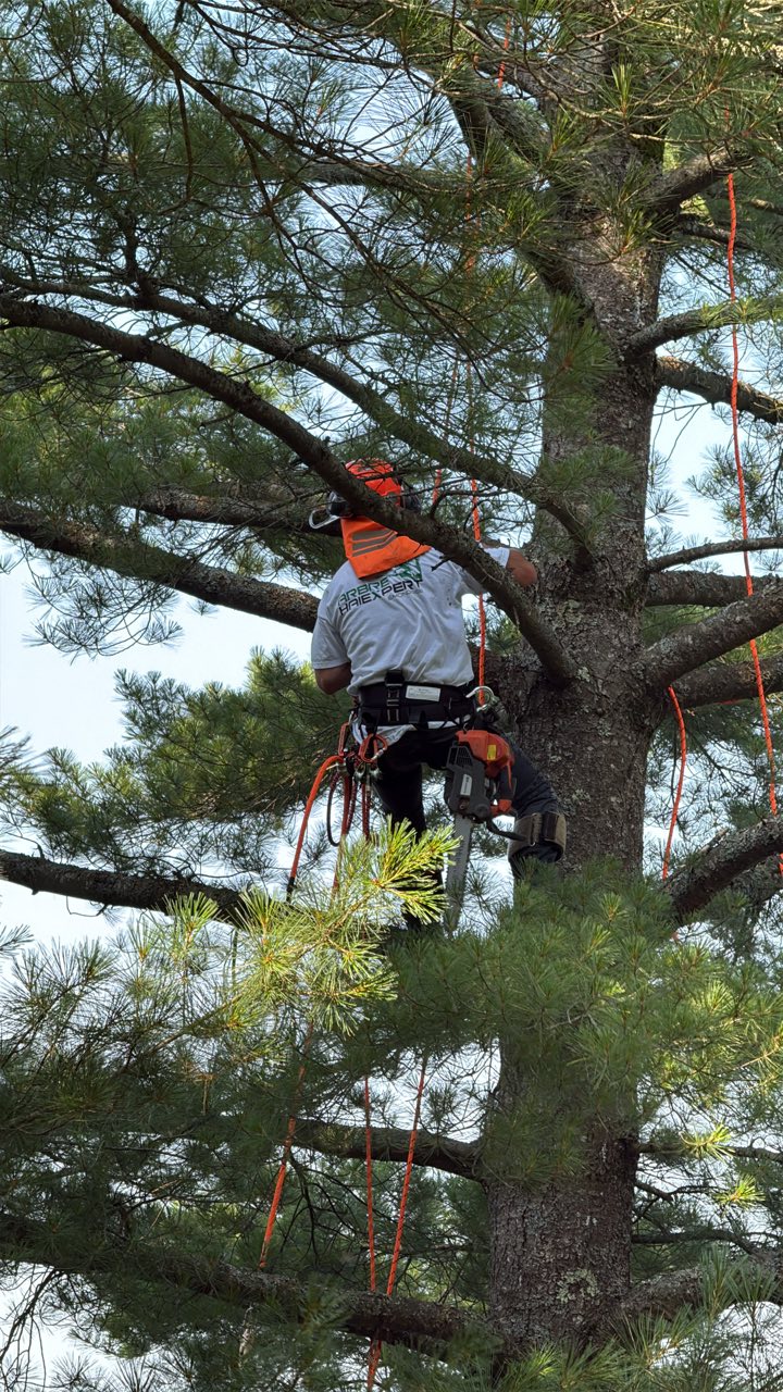 elagage arbre haiexpert quebec